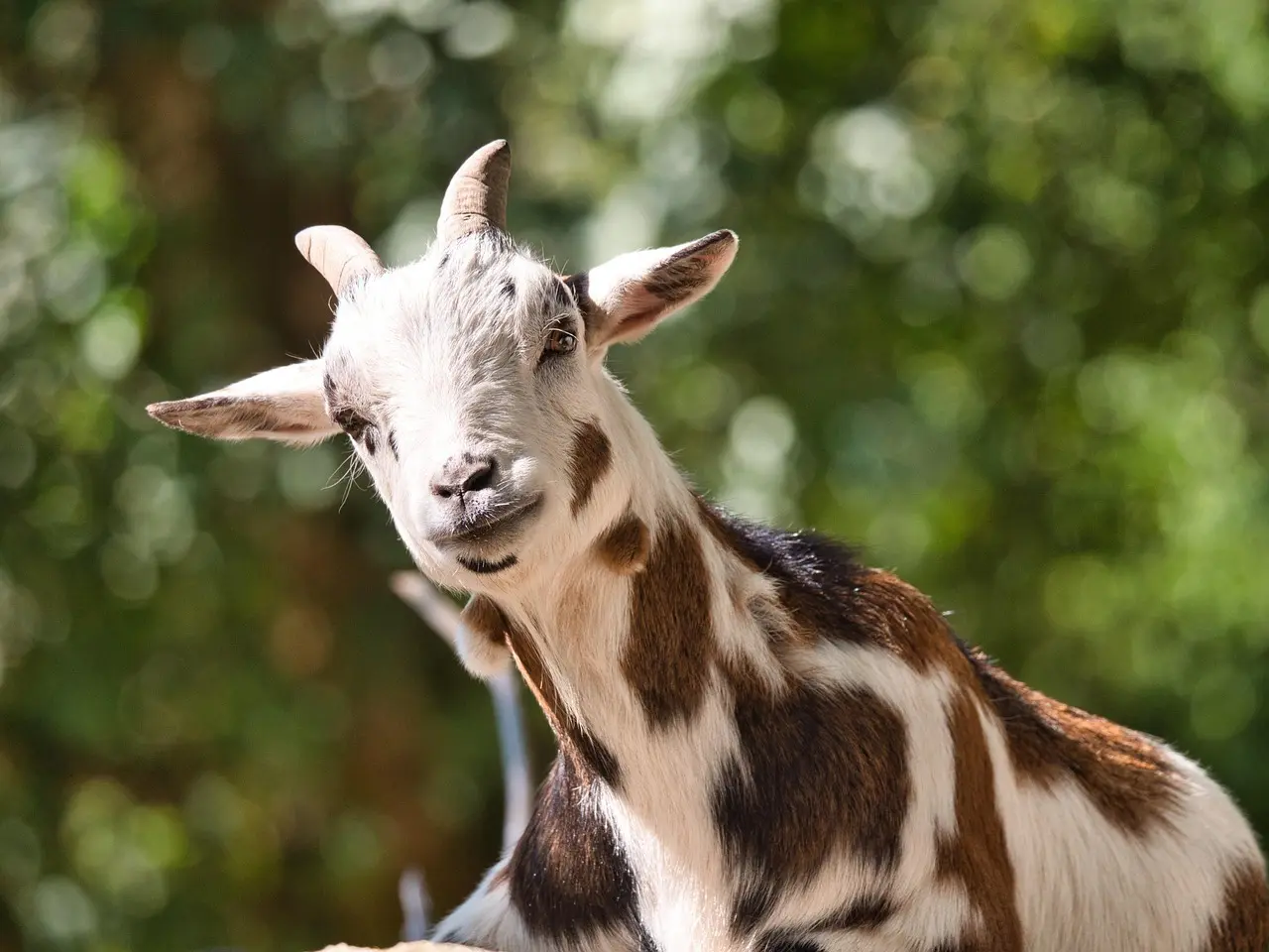 Sådan forstår du London-traktaten af 1867: trin for trin