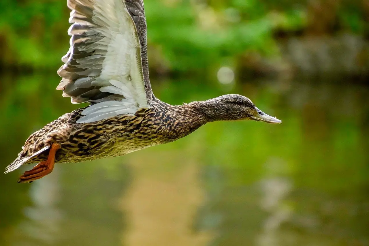 Synomymer til Videnskabsmand krydsord