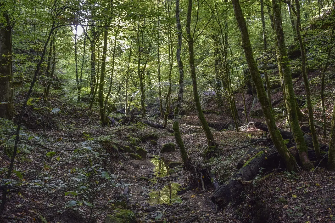 De 10 bedste picnicsteder i Mullerthal