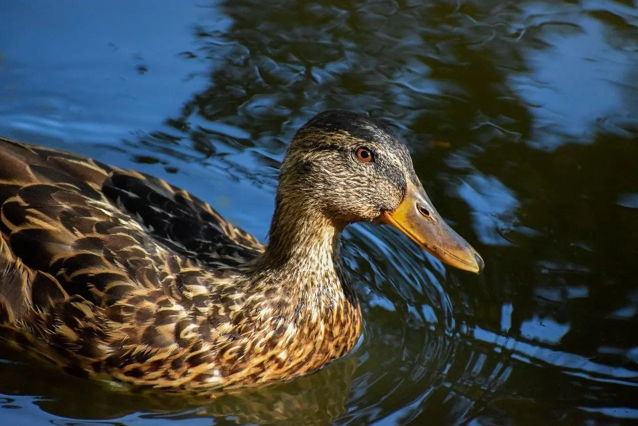 Finsk By i Krydsord Tips